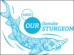 Save our Danube Sturgeon